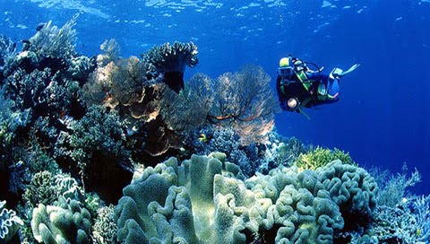 Wakatobi tempatnya para penikmat keindahan bawah laut 